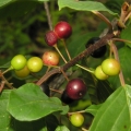 Paprastasis salteksnis.jpg